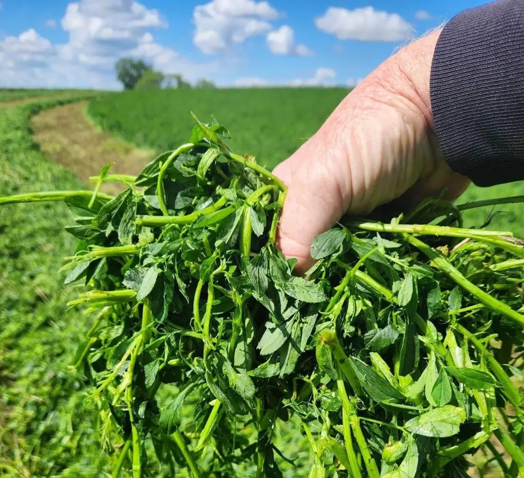 Alfalfa