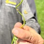 Leaf Shatter: The Most Expensive Loss in Your Operation