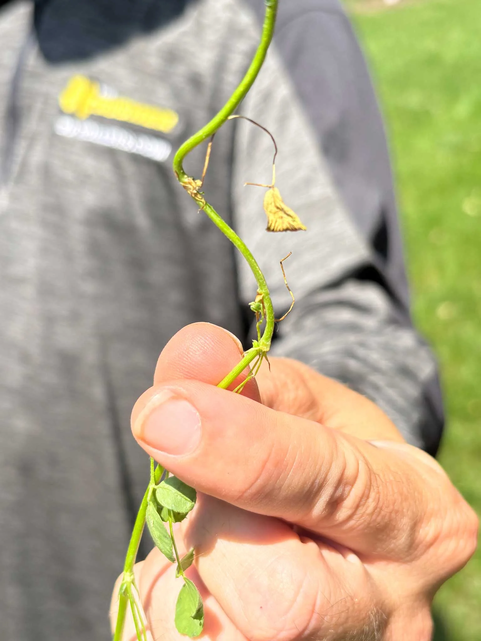 Leaf Shatter: The Most Expensive Loss in Your Operation