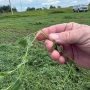 Why Your Stems Will Not Dry With Your Leaves