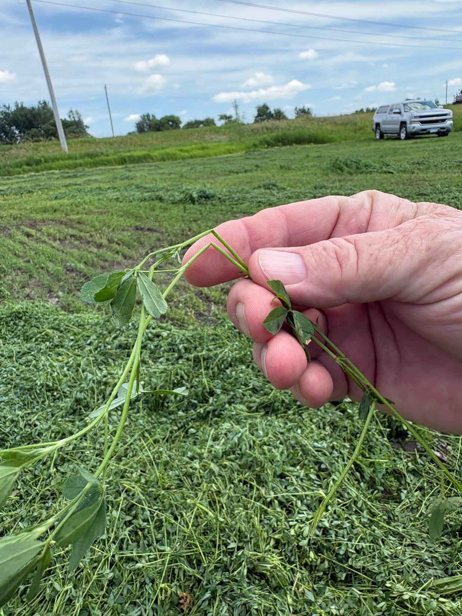 Why Your Stems Will Not Dry With Your Leaves